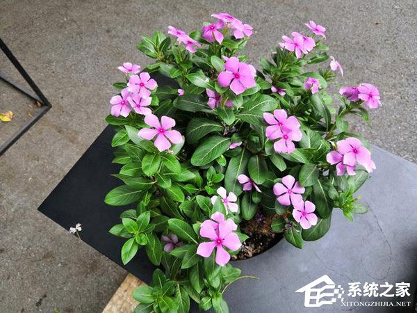 荣耀Note 10和小米Max 3哪个好？小米Max 3和荣耀Note 10对比评测